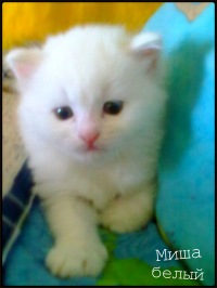Миша^котик^ Белый, 20 мая , Тула, id139104087